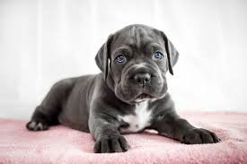 Bestes Futter für Cane Corsos